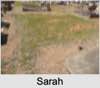 Sarah J ALLATT