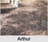 Arthur Wellesley LEVETT