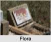 Flora BRAYSHAW