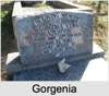 Gorgenia Vera SCARLETT