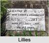 Lillies Clemintine ECCLES