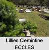 Lillies Clemintine ECCLES