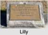Lilly MAY