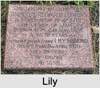 Lily Sarah E HARRIS