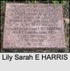 Lily Sarah E HARRIS