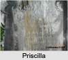 Priscilla YARD